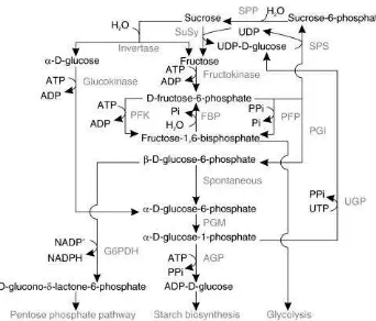 Gambar 2 Metabolisme sukrosa menjadi fruktosa   dan glukosa (Keurentjes et al. 2008) 