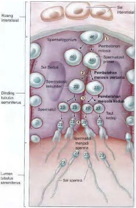 Gambar 3. Tahapan spermatogenesis (Mescher, 2012). 