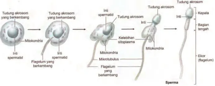 Gambar 4. Tahapan Spermiogenesis (Mescher, 2012). 