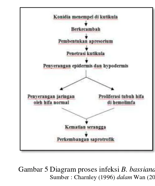 Gambar 5 Diagram proses infeksi B. bassiana 