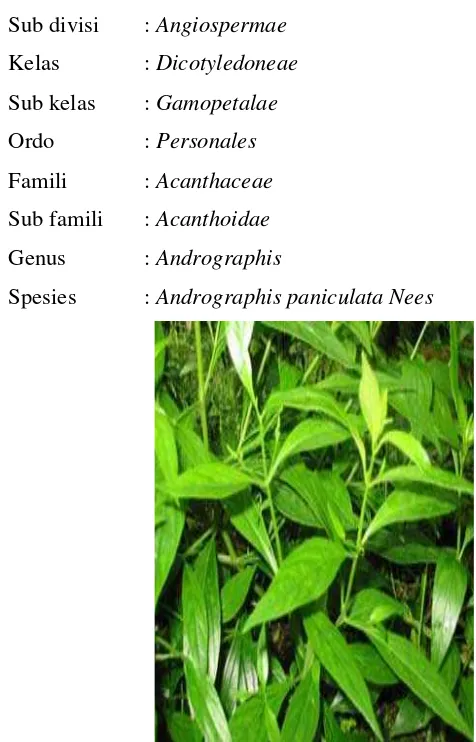 Gambar 1. Foto Daun Sambiloto (Andrographis paniculata Nees) 