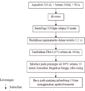 Gambar 8. Diagram Alir Pengukuran Kadar MDA 