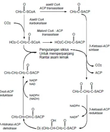 Gambar 5. Lintasan biosintesis asam lemak (Weete, 1980)