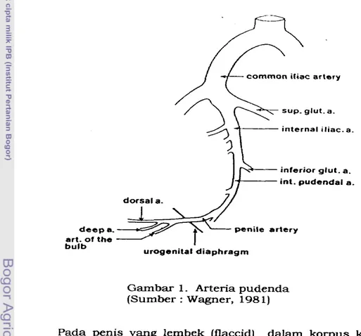 Gambar  1 .   Arteria pudenda  (Sumber  :  Wagner,  198  1) 