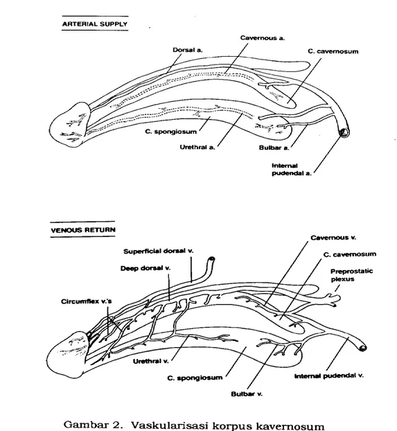 Gambar 2. Vaskularisasi korpus kavernosum  (Sumber  :  Lue,  1988) 