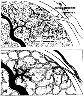 Gambar  4 .   Mekanisme ereksi  :  Teori  Korporo-veno-oklusif 