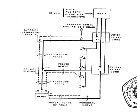 Gambar 7.  Saraf pusat d a n  tepi ke penis  (Sumber : de Groat dan Steers,  1988) 