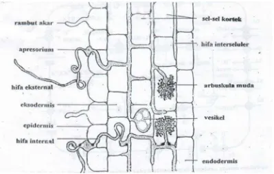 Gambar 1. Infeksi Akar oleh Fungi Mikoriza Arbuskula (Sieverding, 1991)