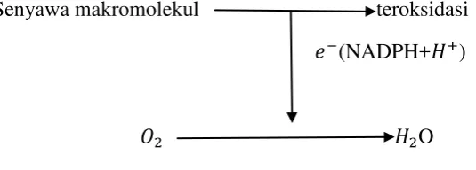 Gambar 2.  Reaksi respirasi. 