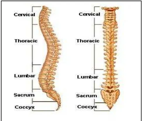 Figure 2.1 The lateral (side) and posterior (back) structure of spinal column. 
