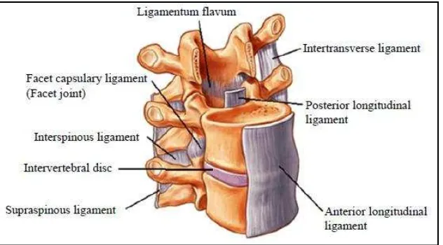 Figure 2.3 Lumbar region of spine. Adapted from www.spineuniverse.com. 