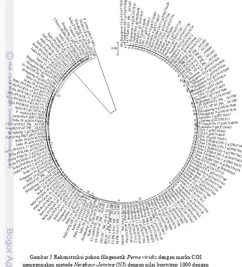 Gambar 5 Rekonstruksi pohon filogenetik Perna viridistotal sekuens 158 dari populasi Indonesia dan seluruh populasi dunia (Lihat Tabel menggunakan metode  dengan marka COI Neigbour-Joining (NJ) dengan nilai bootstrap 1000 dengan 1) 