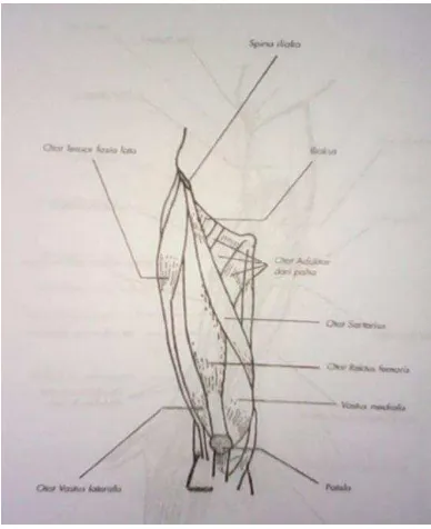 Gambar 1. Otot-otot yang terdapat pada tungkai atas (Sumber: Pearce 2002 : 134) 