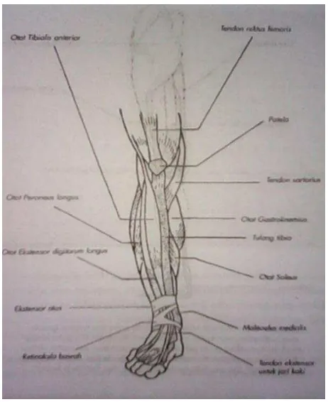Gambar 2. Otot-otot yang terdapat pada tungkai bawah (Sumber: Pearce 2002 : 135) 