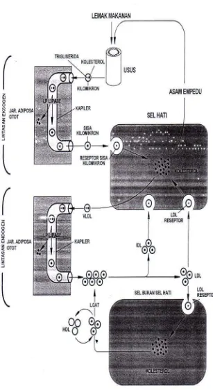 Gambar 1 Daur transport lemak eksogen dan endogen (Brown dan Goldstein 1984  dalam Budaarsa 1997) 