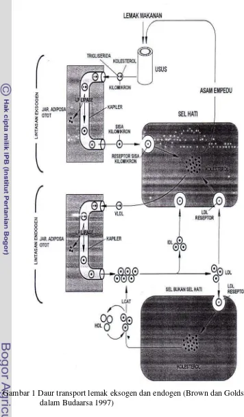 Gambar 1 Daur transport lemak eksogen dan endogen (Brown dan Goldstein 1984 