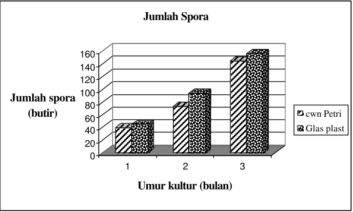 Gambar 5.1.D.  Pengaruh jenis tempat tumbuh terhadap persentase infeksi akar  umur 3, 4 dan 5 bulan  