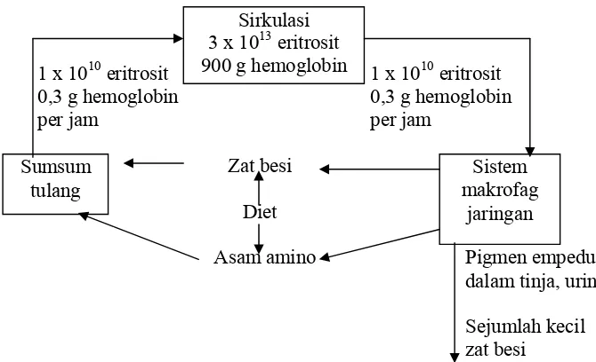 Gambar 1 Pembentukan dan penghancuran eritrosit (Ganong 1999) 
