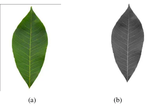 Gambar 4.1 Citra warna (a) dan citra aras keabuan (b) 