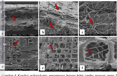 Gambar 5 Kondisi mikroskopis penampang batang bibit jambu monyet umur 2 