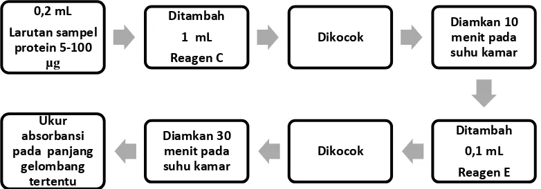 Gambar 11. Bagan Prosedur Penentuan Kadar Protein  