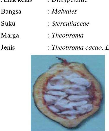 Gambar 2.1 Buah Kakao (Theobroma cacao, L)[��] 