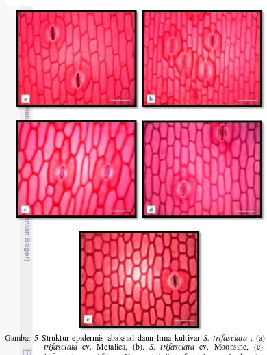 Gambar 5 Struktur epidermis abaksial daun lima kultivar S. trifasciata : (a). S. 