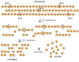 Gambar 5. Mekanisme hidrolisis selulosa menggunakan enzim selulase          kompleks (Mussattto dan Teixeira, 2010)