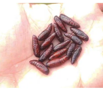 Gambar 2. Larva Spodoptera litura 