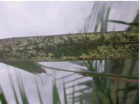 Gambar 5. Gejala Serangan Spodoptera litura 