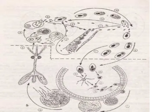 Gambar 4  Siklus hidup Plasmodium gallinaceum (Soulsby 1982) 