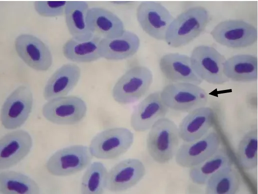 Gambar 5  Sel darah ayam terinfeksi Plasmodium gallinaceum (1000x) 