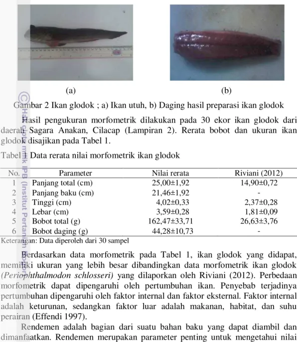 Gambar 2 Ikan glodok ; a) Ikan utuh, b) Daging hasil preparasi ikan glodok  Hasil  pengukuran  morfometrik  dilakukan  pada  30  ekor  ikan  glodok  dari  daerah  Sagara  Anakan,  Cilacap  (Lampiran  2)