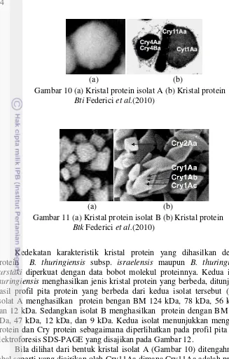 Gambar 10 (a) Kristal protein isolat A (b) Kristal protein 