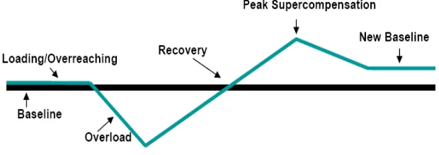 Gambar 1.  Peran Recovery dalam Latihan (Hornery et.al, 2007) 