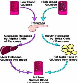 Gambar  2. Regulasi normal kadar gula darah (Tortora, 2008) 