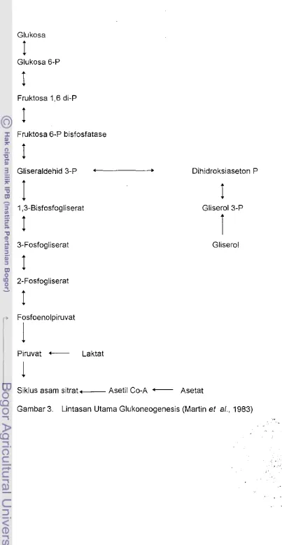 Gambar 3. Lintasan Utama Glukoneogenesis (Martin et al., 1983) 