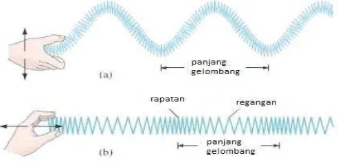 Gambar 1.7 (a) Gelombang Transversal, (b) Gelombang Longitudinal 