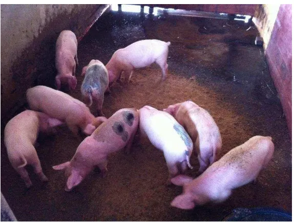 Gambar 1 Anak babi (Sus scrofa) 