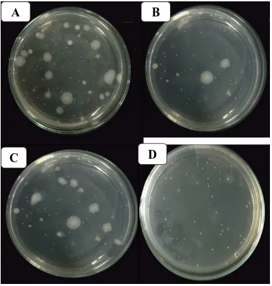 Gambar 4.1 Jumlah koloni bakteri yang tumbuh pada sediaan A, B, C dan D Keterangan : A = Rillus , B = Lacbon, C = Lacidofil, D = Lacto B 