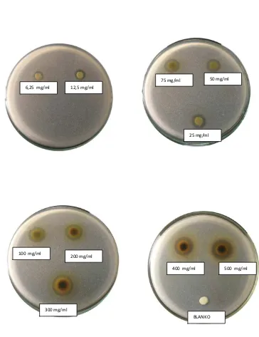 Gambar hasil uji aktivitas antibakteri terhadap bakteri epidermidis 