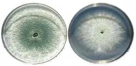 Gambar 1 T. harzianum dalam cawan petri      