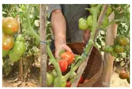 Gambar 3 Tomat (S. lycopersicum) organik       yang siap dipanen (Nusrat 2006).  