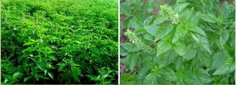 Fig. 1: Plant basil (Ocimum basilicum)