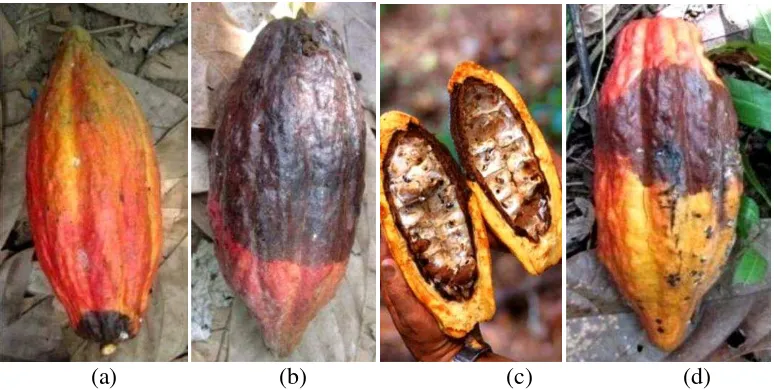 Gambar 1. Gejala penyakit busuk buah kakao (a) Gejala penyakit busuk pangkal  buah kakao (b) gejala pada buah bagian tengah (c) gejala sudah mulai  meluas (d) biji menjadi mumi (Sumber: Rubiyo, 2013) 