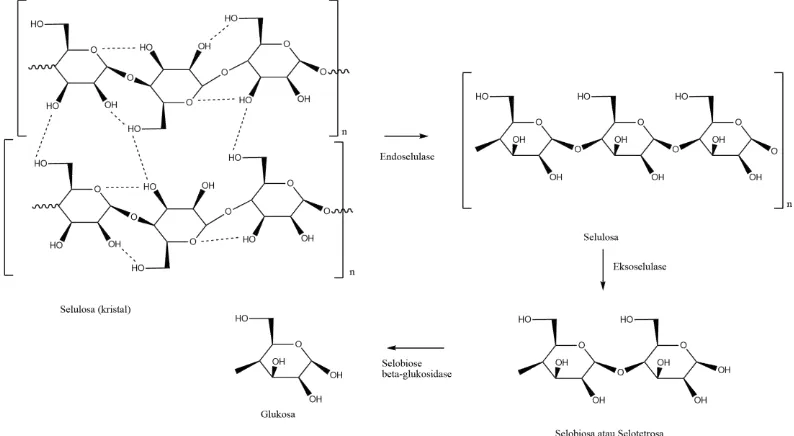 Gambar 6. Mekanisme hidrolisis selulosa oleh enzim selulase   (Ikram, 2005). 