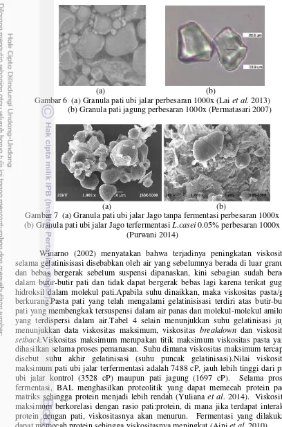 Gambar 6  (a) Granula pati ubi jalar perbesaran 1000x (Lai et al. 2013)  