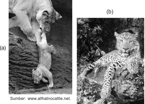 Gambar 8.12(a) Singa dan (b) Harimau Tutul merupakandua spesies yang berbeda, walaupun
