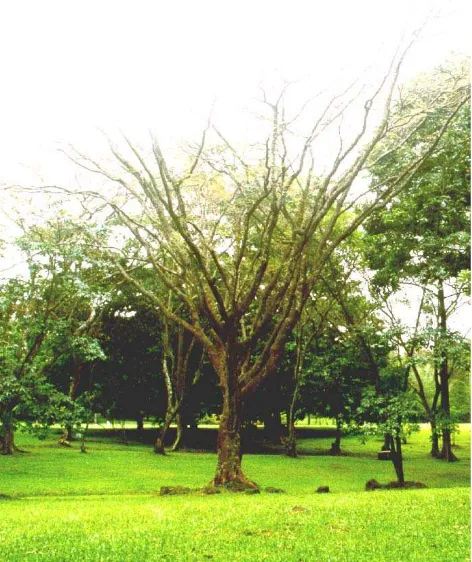 Gambar 9.10Faktor abiotik mempengaruhi  pohon  flam-boyan  sehingga harus menggugurkandaun agar dapat bertahan hidup