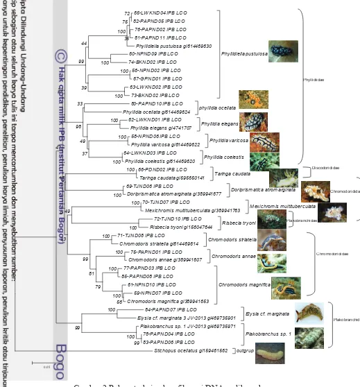 Gambar 2 Rekonstruksi pohon filogeni DNA nudibranch 